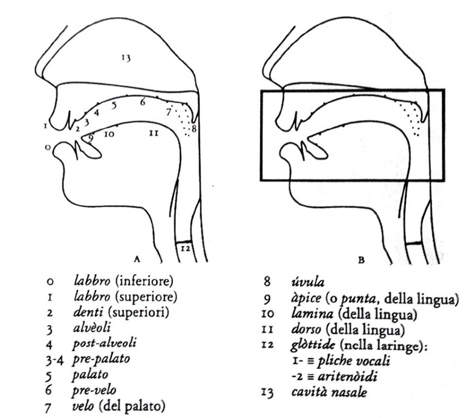 pronunciation lessons Venice - Lessons for singers in Venice - Articulatory phonetics to improve pronunciation